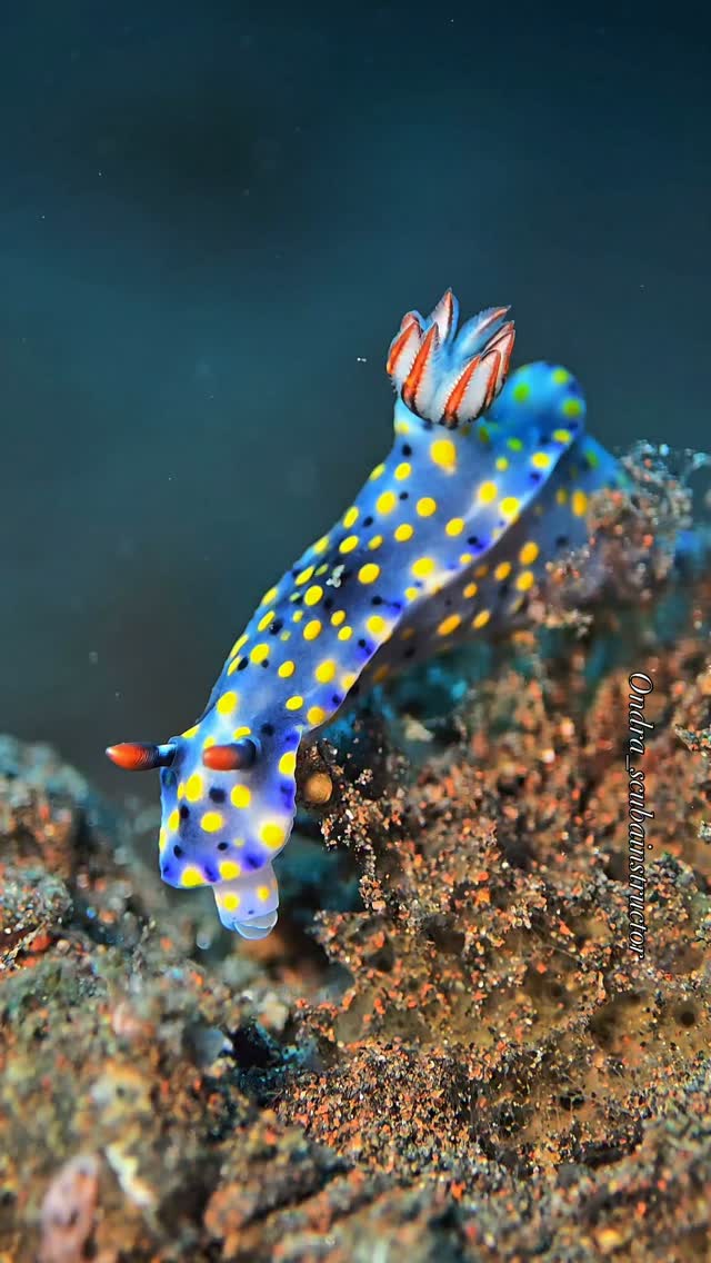 A blue and yellow nudibranch photographed by Ondra