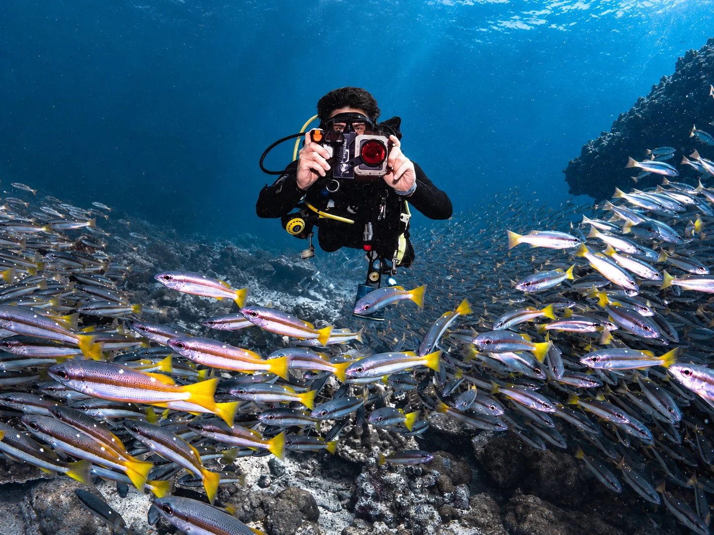 Ondra photographing a school of fish