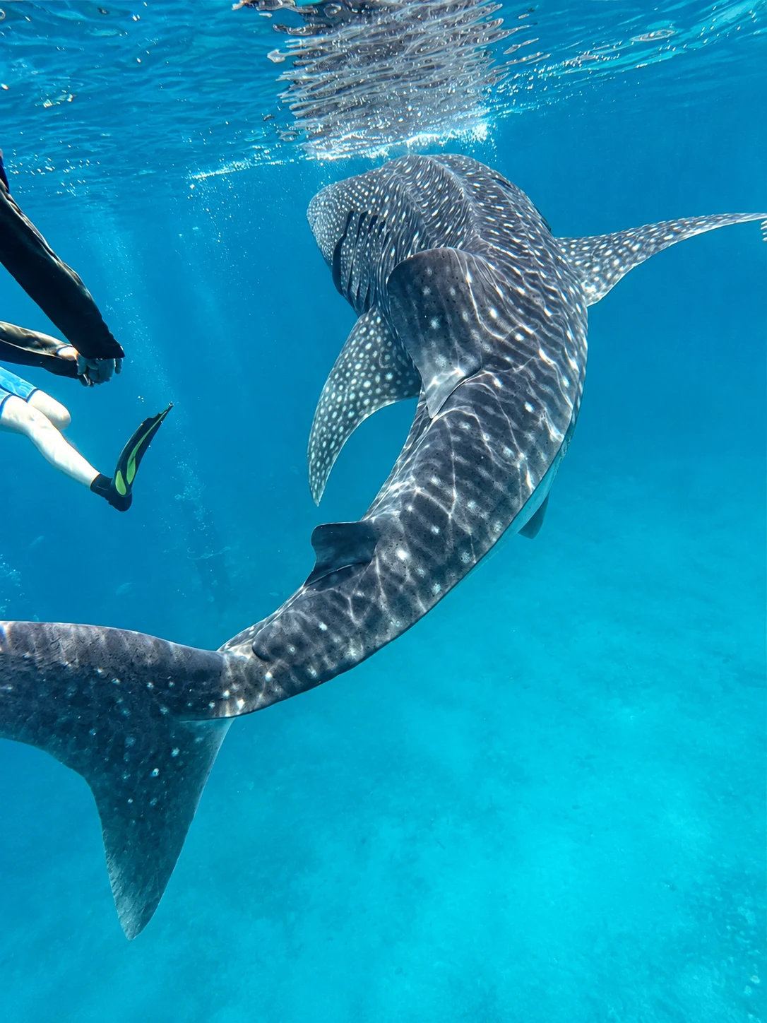 A whale shark swimming near the surface